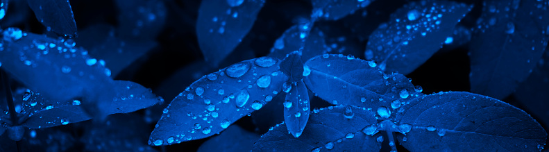 Toned blue leaves background with copy space for design. Raindrops on the leaves. Close-up. Web banner. Website header.