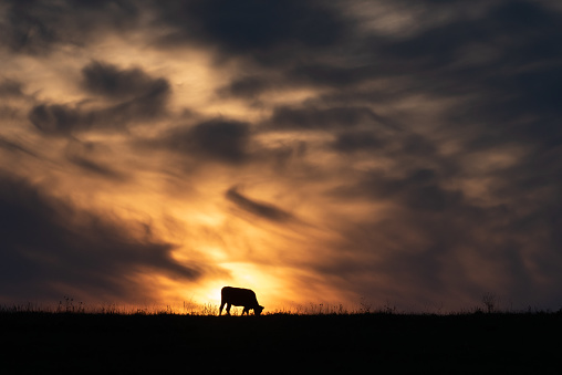Silhouettes of the sunset, a cow feeding on the top of a hill. Orange light when the sun goes down.