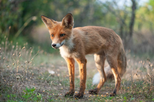 istock Portrait of a red fox Vulpes vulpes 1339233107