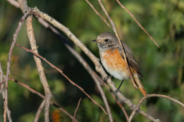 istock Common Redstart Phoenicurus phoenicurus is a songbird 1339233191