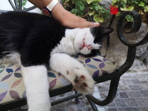 istock Black and white cat receives cuddles 1339234998