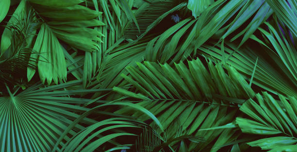istock abstract green leaf texture, nature background, tropical leaf 1339235415