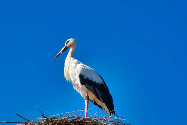 white stork in front of blue sky on nest