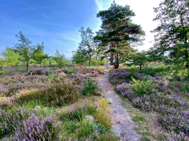 Woman having a walk in the after summer heath