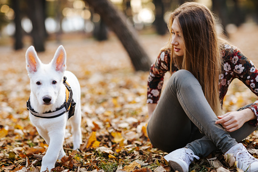 Beautiful young woman sitting on fallen autumn leaves in park and playing with her white puppy while taking a break from a walk