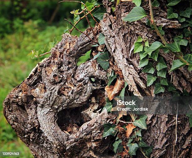 Texture Of Tree Stock Photo - Download Image Now - Close-up, Dry, Funky