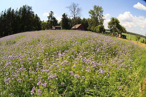 istock Flowering meadow in fisheye 133924210