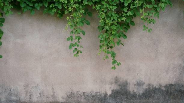 istock The old cement wall was weathered. 1339242314