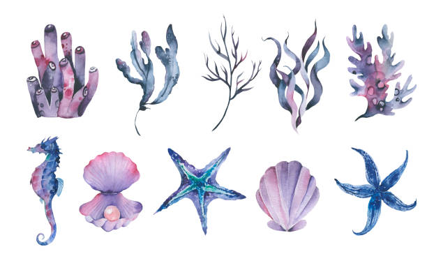 istock Watercolor Seaweeds. Hand drawn aquarium plants. Sea underwater edible algae. 1339243415