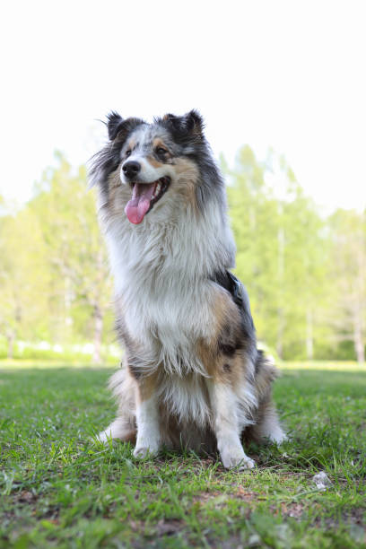 istock Blue Merle Shetland Sheepdog sheltie sitting in park grass. 1339243731