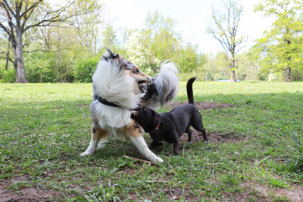 istock Two young dogs play fighting at park. 1339243733