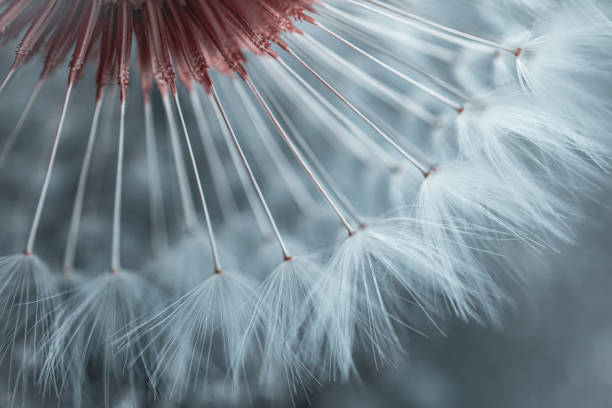 istock romantic dandelion flower seed in springtime 1339245129