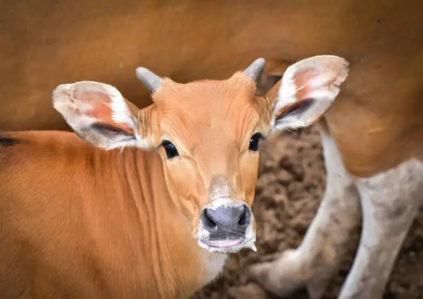 A young Banteng with small horns is looking up wondering.