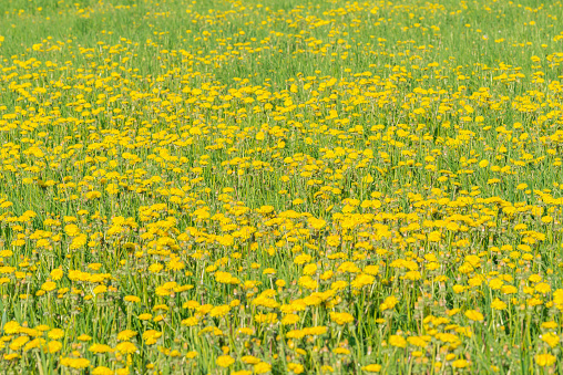 Dandelion flowers on the meadow at day time.