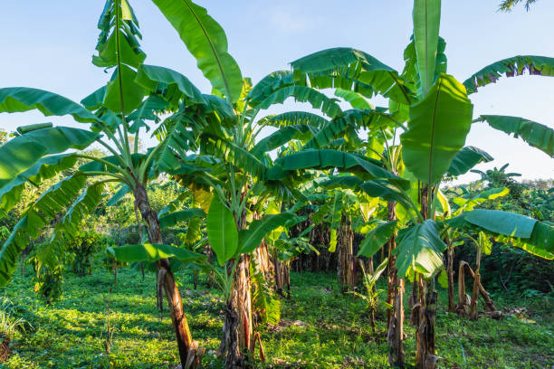 istock banana tree and banana leaves 1339247975