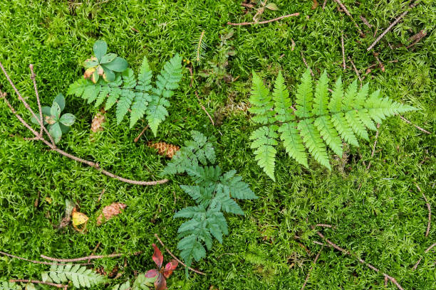 istock Detailed close up view on a forest ground texture with moss and branches 1339249004
