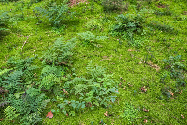 istock Detailed close up view on a forest ground texture with moss and branches 1339249934
