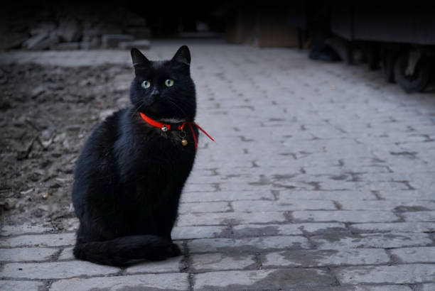 black cat with a collar and a bell in the yard