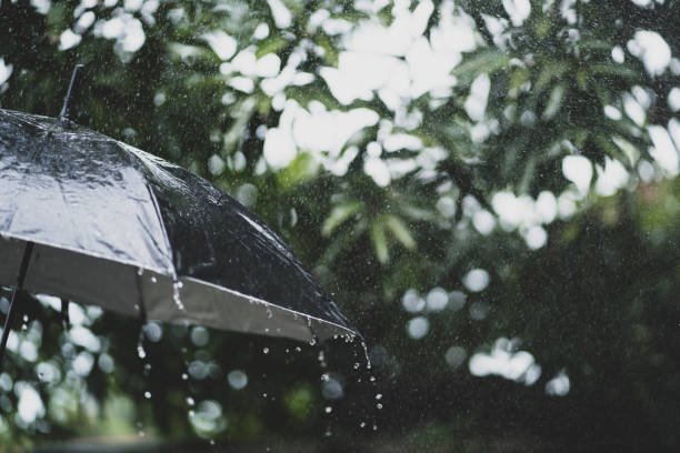 istock Big black umbrella in the rain and cloudy. Fall outdoor activity 1339250633