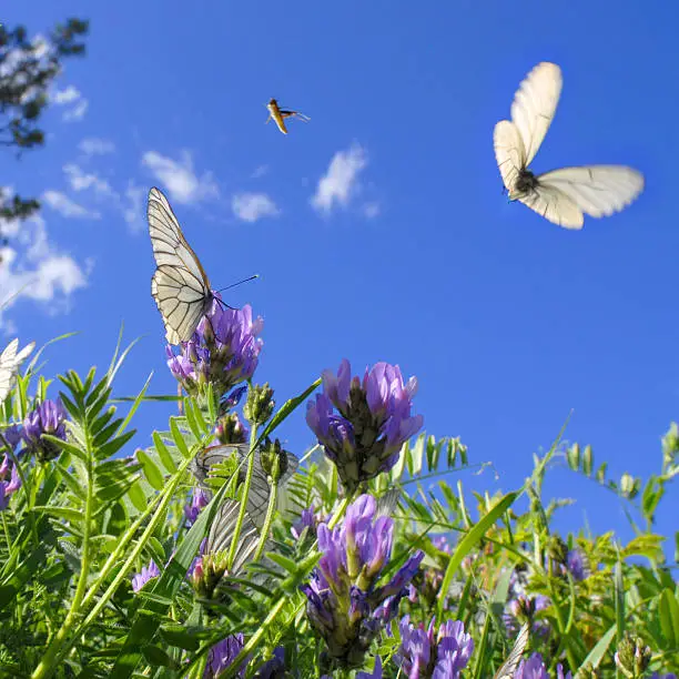 Photo of Butterflies and grasshoppers