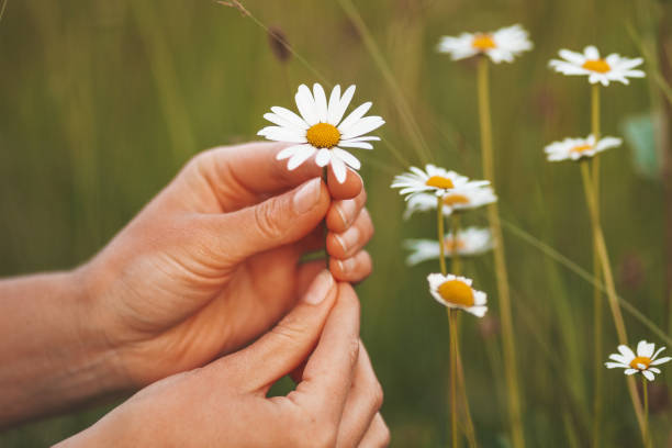istock Wild chamomile in the meadow. Harvesting medicinal herbs 1339251890