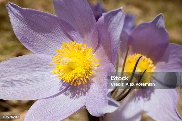 Pasqueflowers Na Floresta De Primavera - Fotografias de stock e mais imagens de Amarelo - Amarelo, Anemone Coronaria, Anemone patens