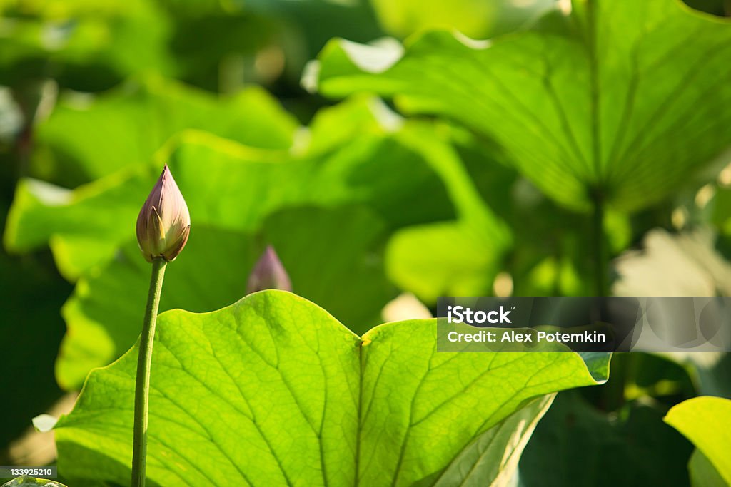 Lotus Вода Lily - Royalty-free Ao Ar Livre Foto de stock