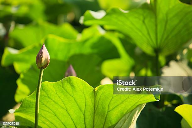 Lotus Вода Lily - Fotografias de stock e mais imagens de Ao Ar Livre - Ao Ar Livre, Beleza, Beleza natural