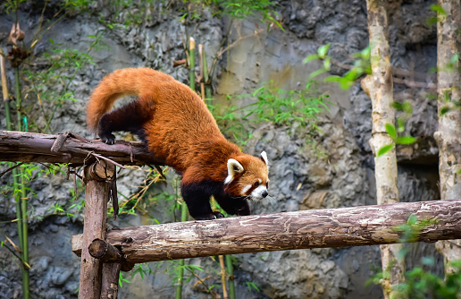 Long shot of Red Panda is walking down with its head first.