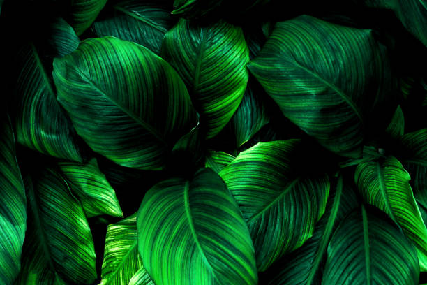 istock abstract green leaf texture, nature background, tropical leaf 1339252717