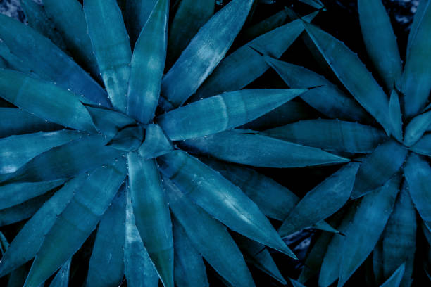istock closeup agave cactus, abstract natural pattern background and textures, dark blue toned 1339253338
