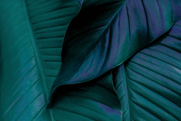 istock abstract green leaf texture, nature background, tropical leaf 1339253339