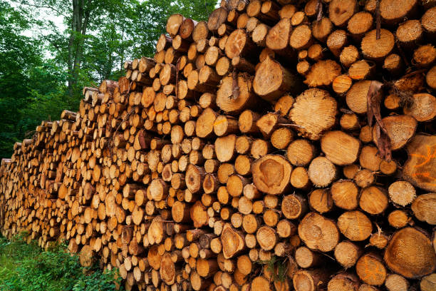 istock Wooden logs stacked in Harz mountains Germany 1339254414