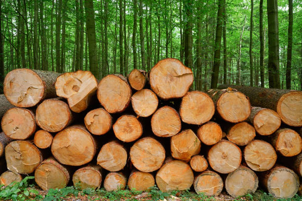 Wooden logs timber stacked in Harz mountains of Germany
