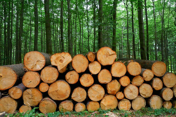 istock Wooden logs stacked in Harz mountains Germany 1339254606