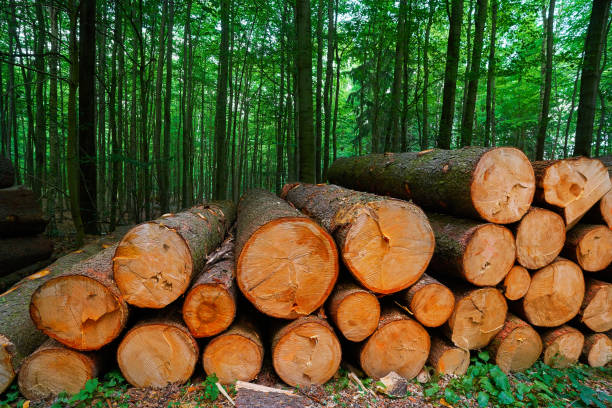 istock Wooden logs timber stacked in Harz Germany 1339254912