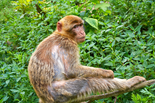 Barbary apes macaca sylvanus macaque monkey outdoor