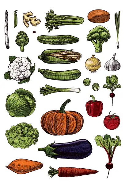 Vector illustration of Illustration of various vegetables
