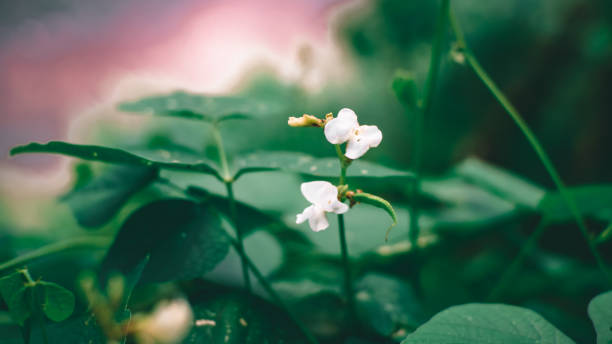 istock Phaseolus coccineus plant 1339258659