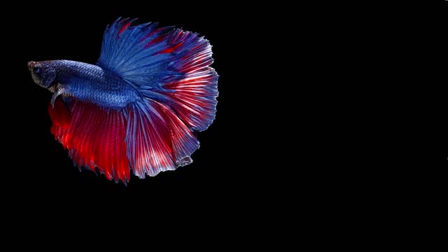 2,200+ Fish Black Background Stock Videos and Royalty-Free Footage
