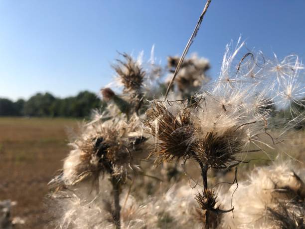 istock Withered thistles on the edge of the field 1339259337