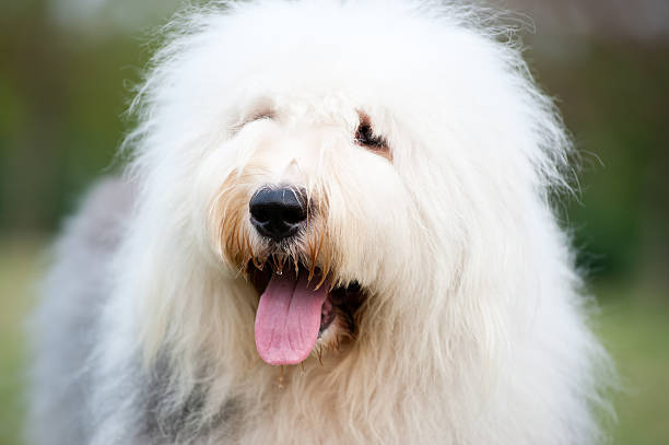 istock Old English sheepdog 133925968