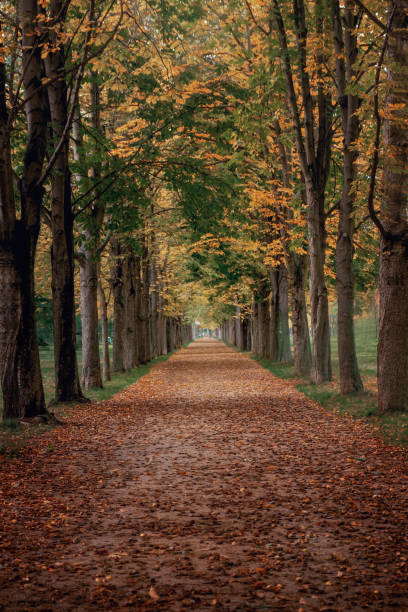 istock avenue covered by fall leaves in a park 1339260819