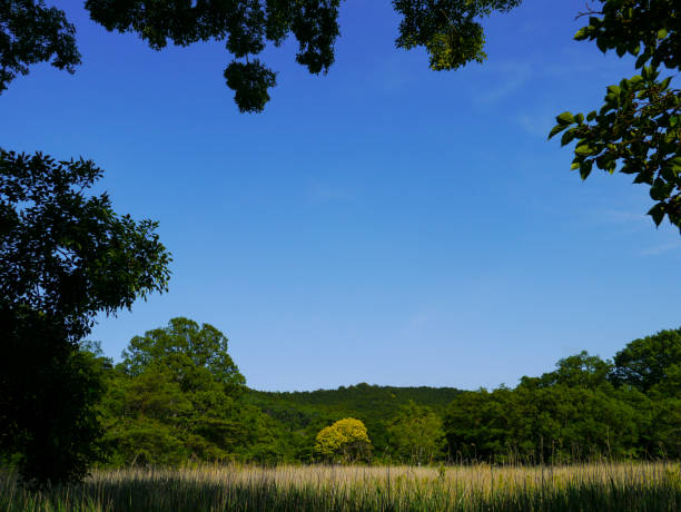 Photo of nature with various trees framing the photo