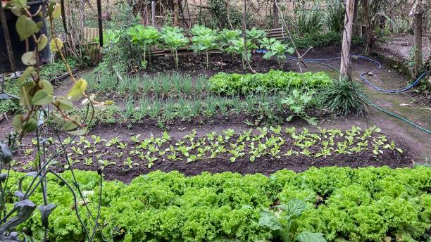 istock Organic vegetable garden, in Brazil 1339264041