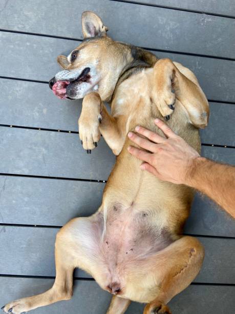 istock Happy dog getting a belly rub 1339266553