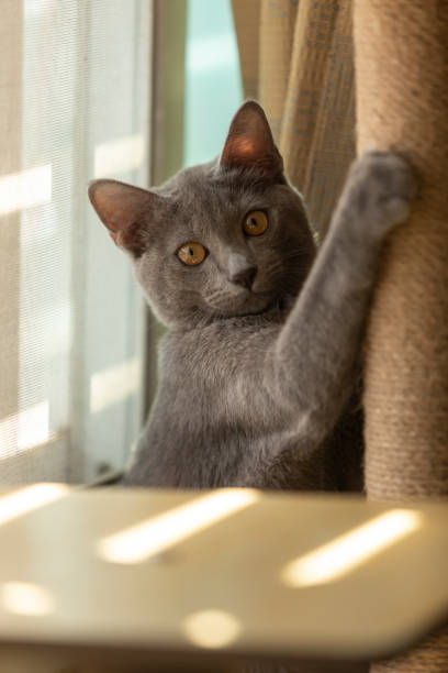 cat scratching on hemp rope Thai Korat cat scratching on hemp rope near window scuff marks photos stock pictures, royalty-free photos & images