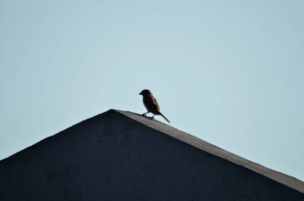 istock tile roof and a sparrow 1339266836