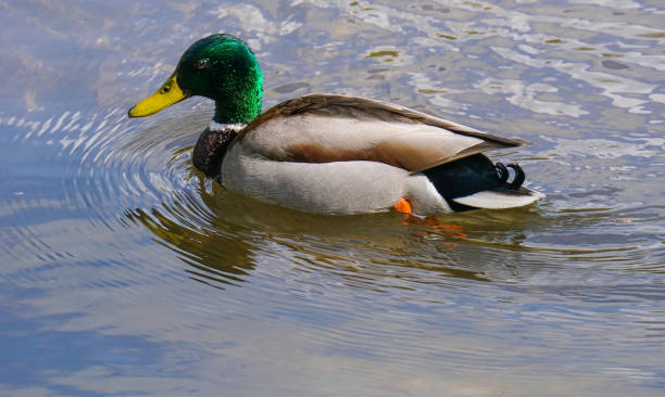 istock Male Duck swimming on Lake 1339266944