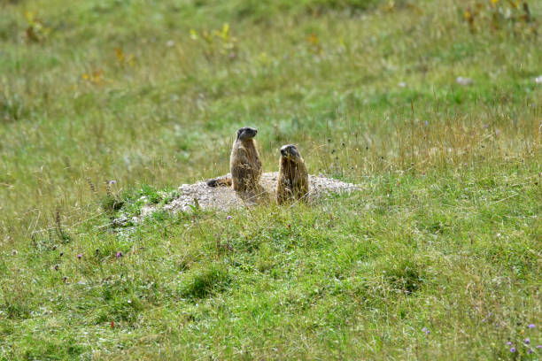 istock Marmot in Dolomites mountains Italy 1339268213
